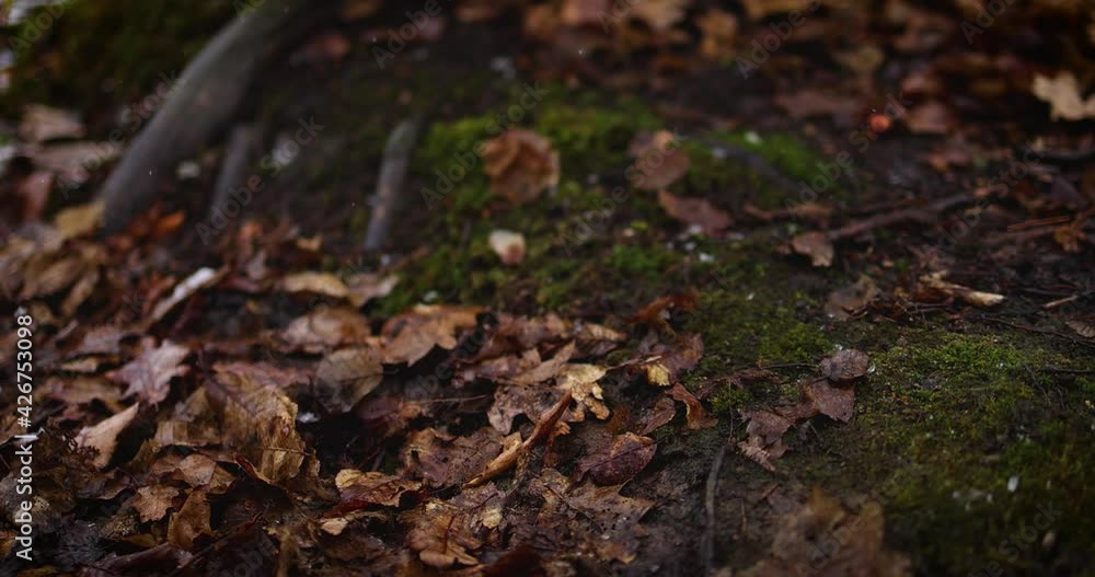 mossy leafy ground of the winter forest under the light snow fall mossy leafy ground of the winter forest under the light snow fall