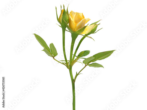 Yellow rose flower and buds isolated on white