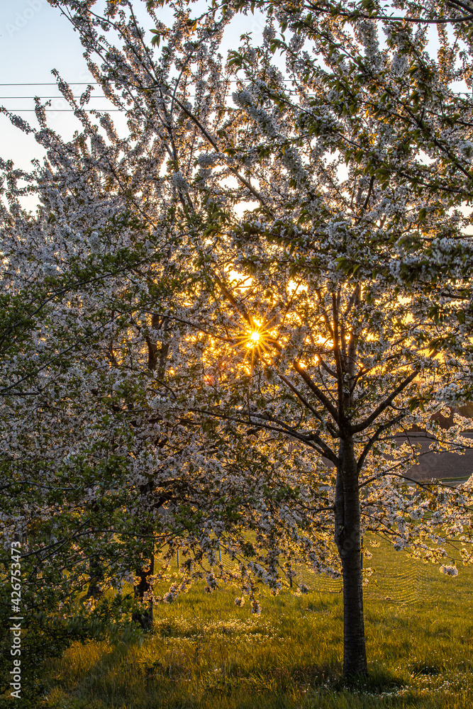 Obraz premium Frühling