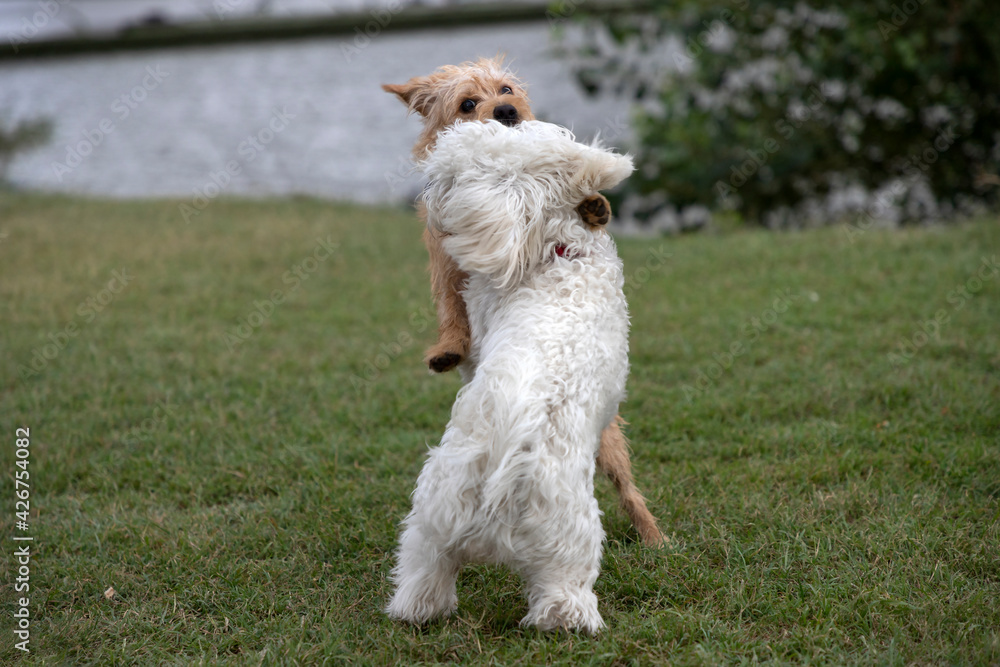 Nanja Bichon dog and little terrier playing in the park Nanja Bichon dog and little terrier playing in the park