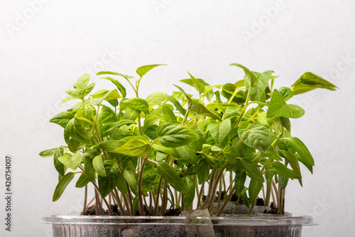 young seedlings in a box on a light background