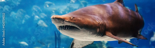Photography Giant scary shark with sharp teeth under water in aquarium