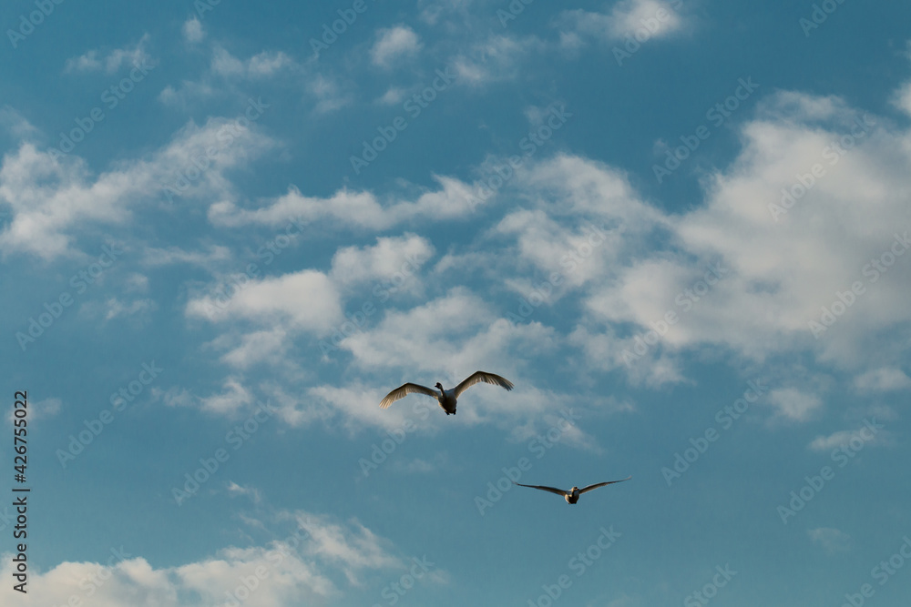 the white swan flies against the blue sky the white swan flies against the blue sky