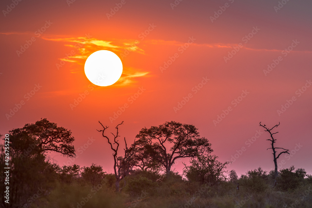African Sunset above silhouetted Savanna trees African Sunset above silhouetted Savanna trees