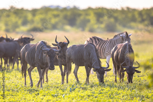 Fototapeta Naklejka Na Ścianę i Meble -  Common Wildebeest herd with zebra