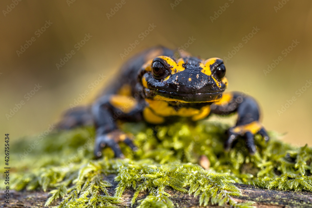 Head shot of Fire salamander newt in natural setting Stock Photo