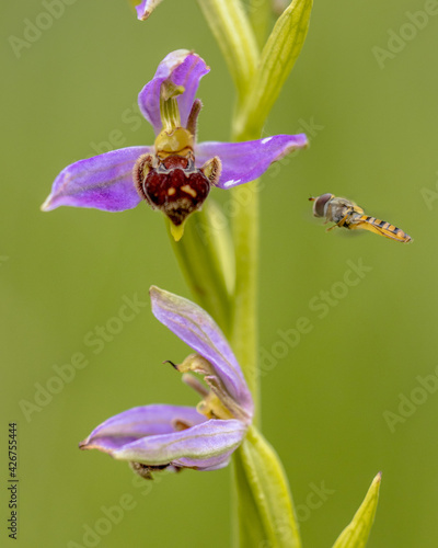Hoverfly near Pink flowers of Bee orchid