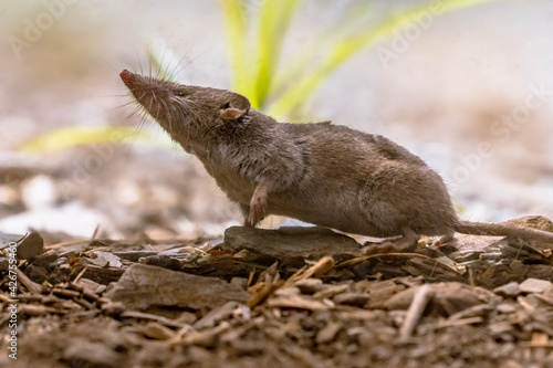 Lesser white toothed shrew in natural habitat photo