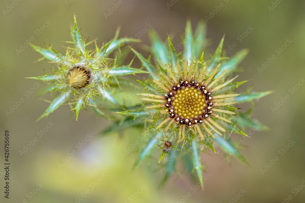 Fototapeta premium Thistle flower artistic