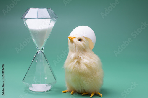 a small chicken with an eggshell on its head. Hourglass photo