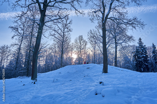 Winter landscape with trees and snow in the early morning. 