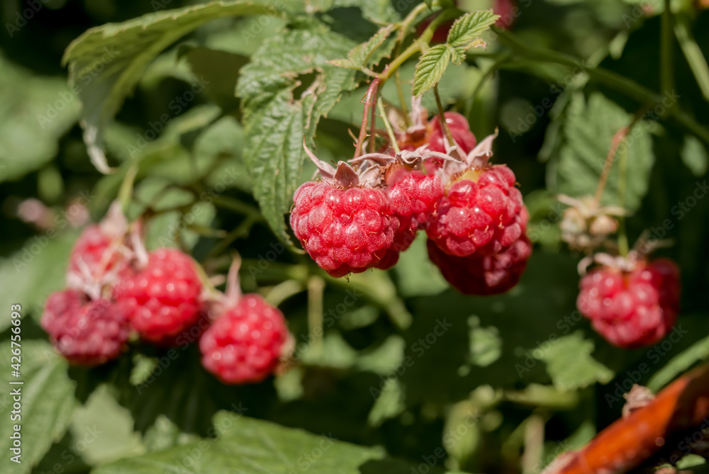 Red Raspberry (Rubus idaeus) in orchard Red Raspberry (Rubus idaeus) in orchard