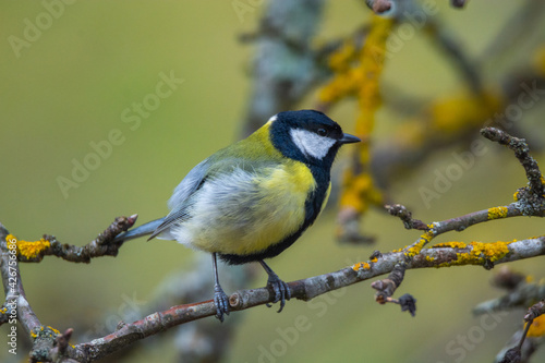 Great tit (Parus major) sits on the branch , blur background