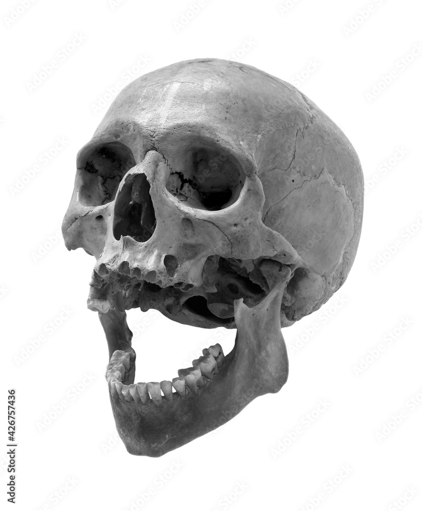 Obraz premium Skull of the person.