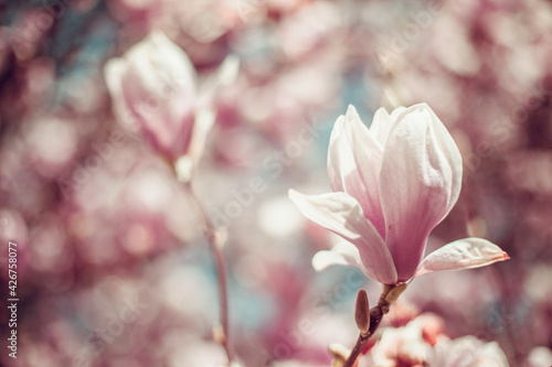 pink flowering magnolia trees in spring © edojob