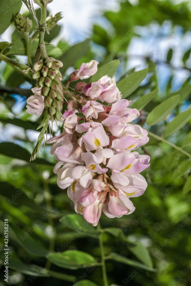 New Mexico Locust (Robinia luxurians) in park New Mexico Locust (Robinia luxurians) in park