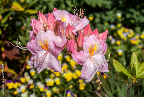 Rhododendron 'Satomi' (Rhododendron x mollis) in garden, Moscow region, Russia photo