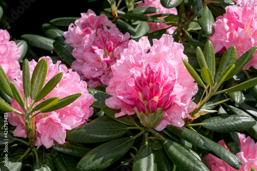 Rhododendron 'Helsinki University' (Rhododendron brachycarpum subsp. tigerstedti x Rhododendron sp.) in garden
