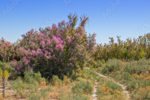 flowering shrub Tamarix di  ica  Uzbekistan