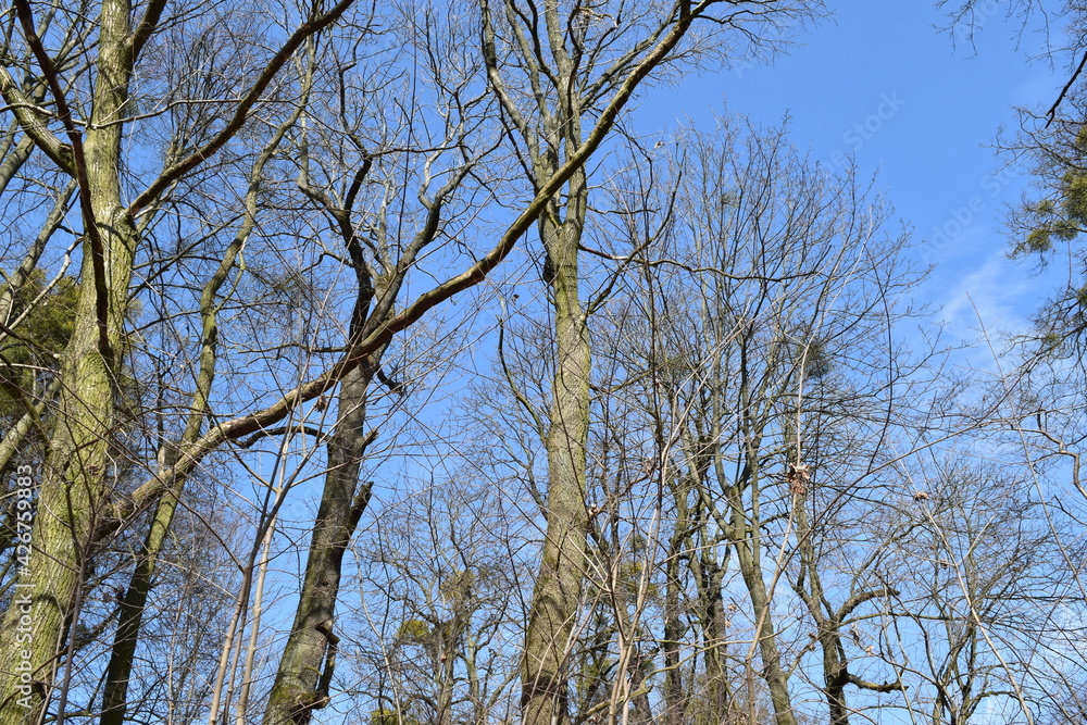 Trees without leaves in an old park. Trees without leaves in an old park.