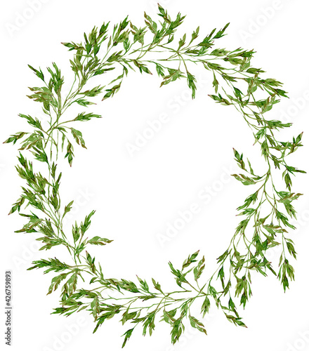 Watercolor meadow grass wreath. Green field brome grass oval template isolated on the white background. photo