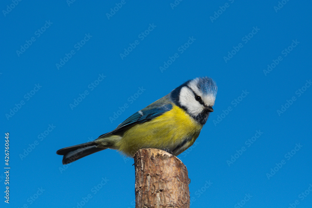 Obraz premium Blue tit (Parus caeruleus) sits on the tree branch , blue sky background