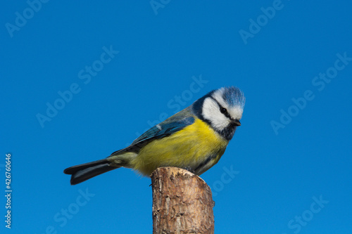 Blue tit (Parus caeruleus) sits on the  tree branch , blue sky background