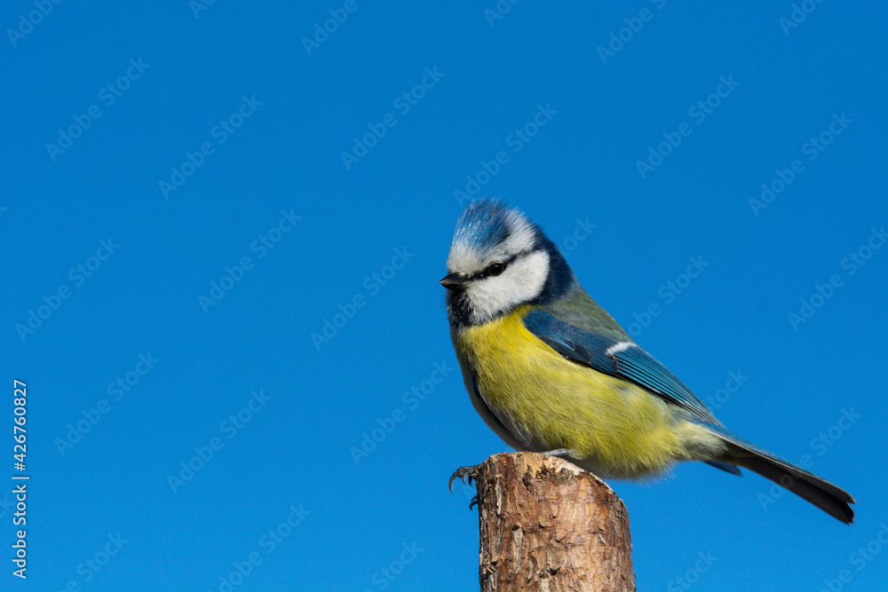 Obraz premium Blue tit (Parus caeruleus) sits on the tree branch , blue sky background