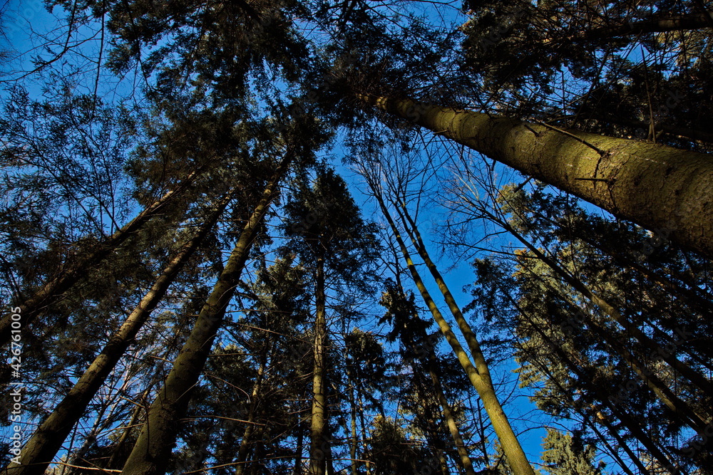 Fototapeta premium Pre-sunset rays of the spring sun in a pine forest.