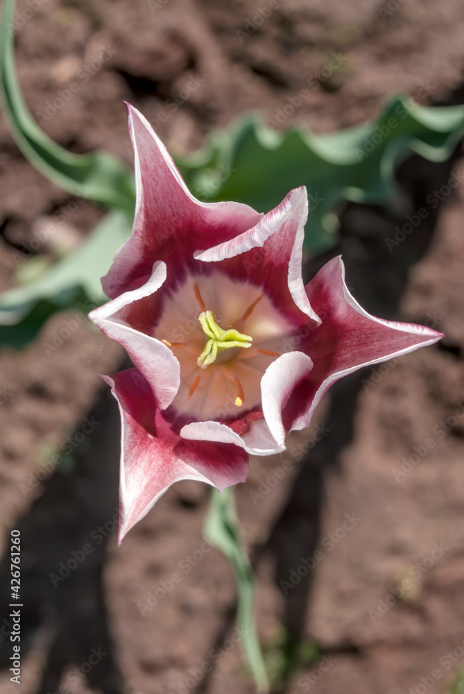 Lily-flowering Tulip (Tulipa hybrida) in park Lily-flowering Tulip (Tulipa hybrida) in park