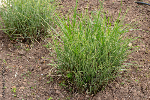 Obraz na płótnie Miscanthus sinensis plants in the garden