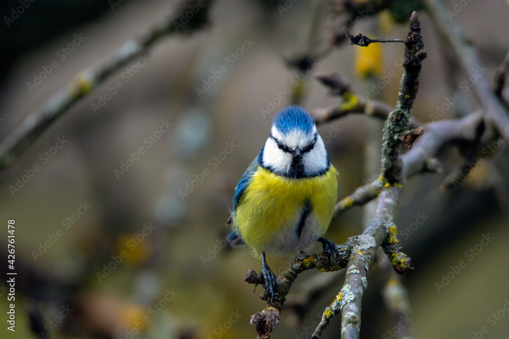 Naklejka premium Blue tit (Parus caeruleus) sits on the branch , blur greenish background