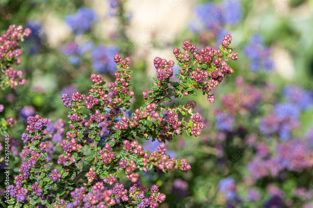 Obraz premium Close up of buds on a California lilac (ceanothus) shrub
