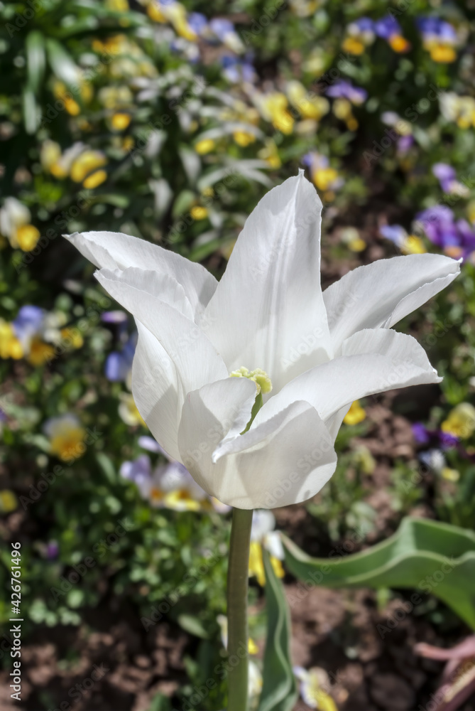 Fototapeta premium Lily-flowering Tulip (Tulipa hybrida) in park