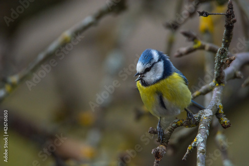 Blue tit (Parus caeruleus) sits on the branch , blur greenish background