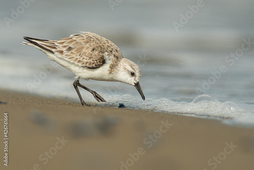 A sanderling (Calidris alba) in the beach
