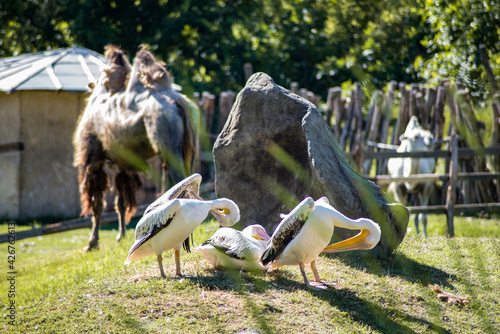 Принти на полотні a group of white pelicans stretching their wings