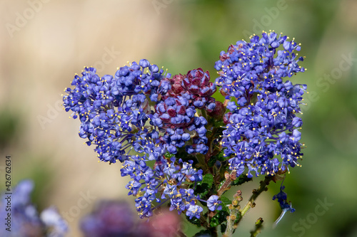 Close up of California lilac (ceanothus) flowers in bloom