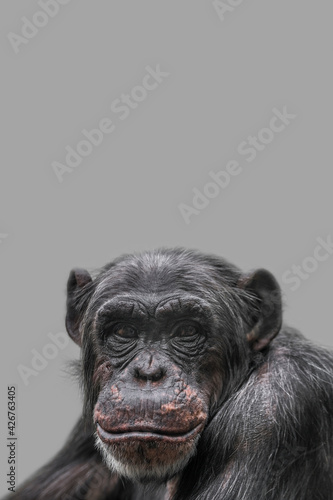 Cover page with a portrait of happy smiling Chimpanzee, closeup, details with copy space and solid background. Concept biodiversity, animal care, welfare and wildlife conservation.