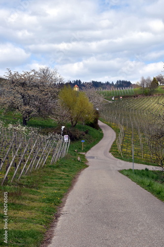 Wanderweg in den Weinbergen von Gengenbach