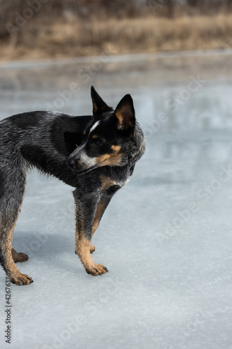 dog standing on a frozen pond looking off into the distance