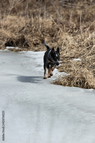 dog running toward the camera on a frozen pond winter grasses