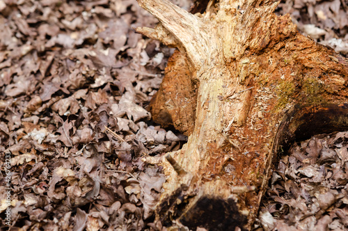 Old tree trunk in the woods