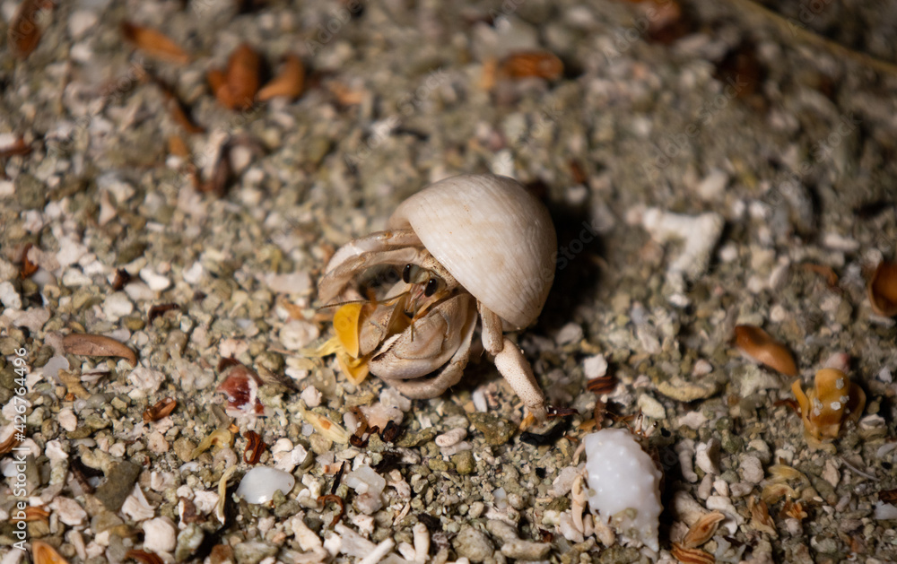 hermit crab feeding under the palm trees on thr send hermit crab feeding under the palm trees on thr send
