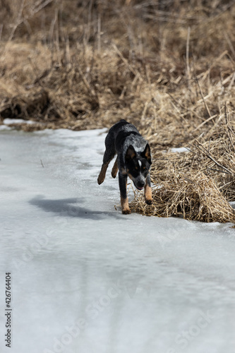 dog running toward the camera on a frozen pond winter grasses
