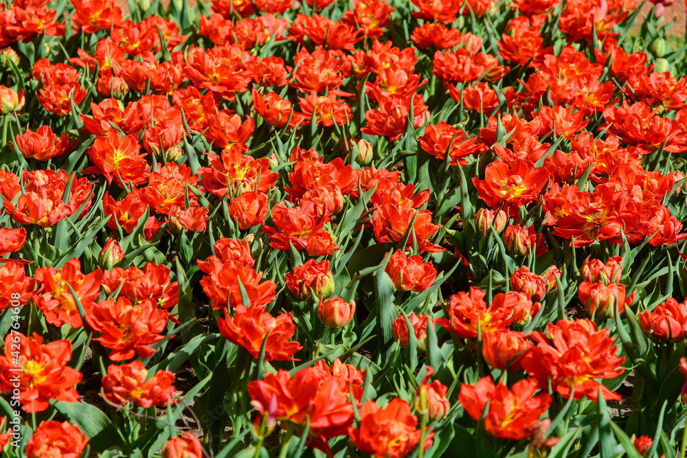 Blooming tulip plantation. Red tulips.