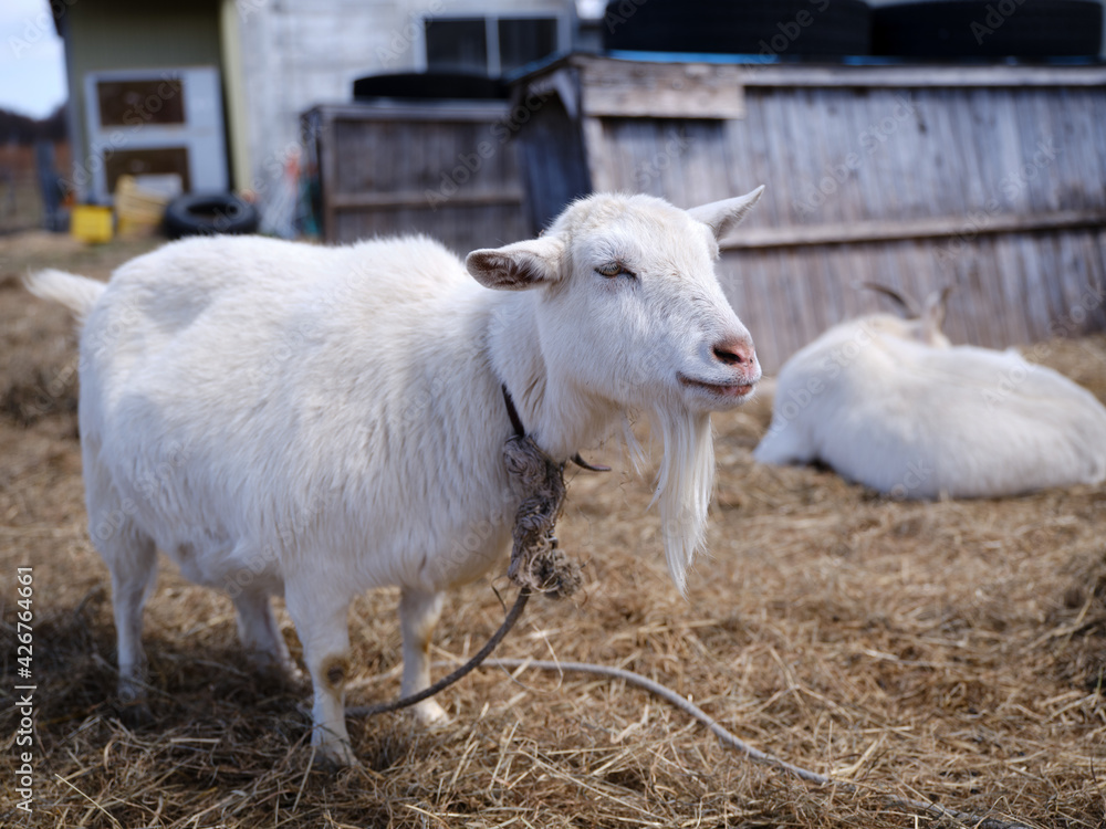 Obraz premium ヤギ