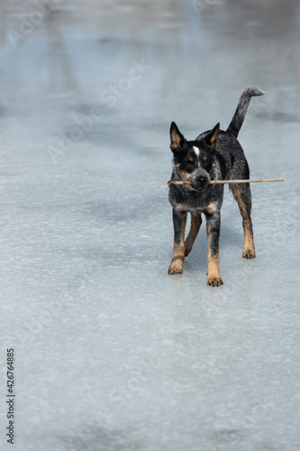 happy dog holding a stick in her mount while standing on a frozen lake