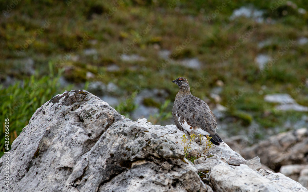pernice bianca in abito estivo tra le rocce