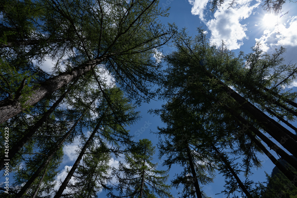 Obraz premium The trees that rise towards the blue sky full of clouds.